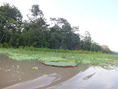 Victoria amazonica