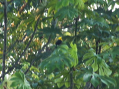 Chrysomus icterocephalus