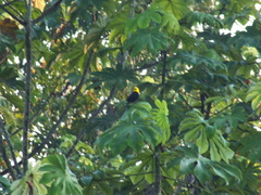 Chrysomus icterocephalus