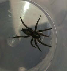 Gnaphosidae