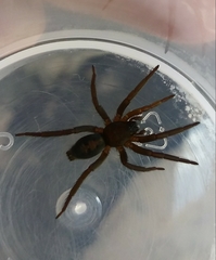 Gnaphosidae