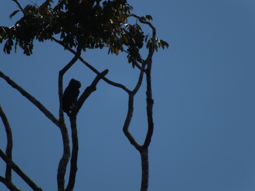 Cathartiformes