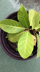 Ficus subpisocarpa