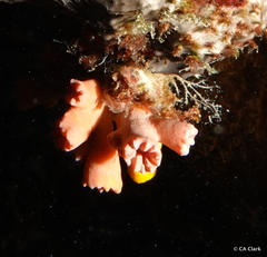 Cladopsammia gracilis