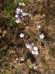 Leptosiphon grandiflorus