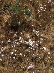 Leptosiphon grandiflorus