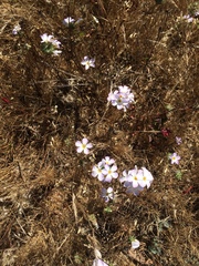 Leptosiphon grandiflorus