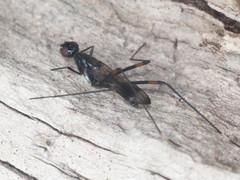 Rainieria calceata