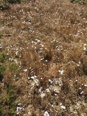 Leptosiphon grandiflorus
