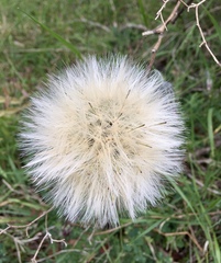 Chaptalia arechavaletae