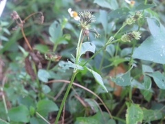 Bidens alba