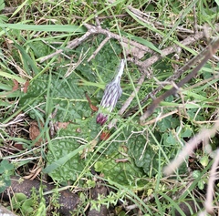 Chaptalia arechavaletae