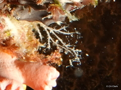 Miniacina