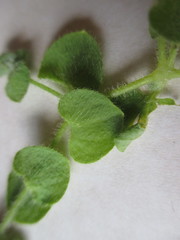 Drymaria villosa