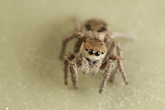 Habronattus festus