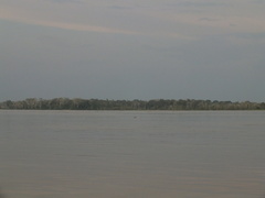 Sotalia fluviatilis