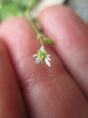 Drymaria villosa