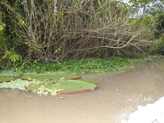 Victoria amazonica