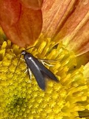 Schreckensteinia erythriella