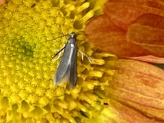 Schreckensteinia erythriella