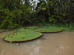 Victoria amazonica