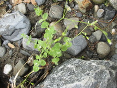 Drymaria villosa