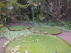 Victoria amazonica