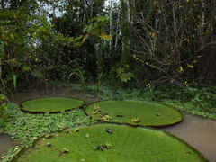 Victoria amazonica