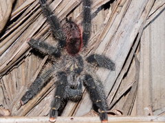 Avicularia juruensis