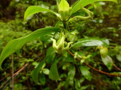 Wikstroemia