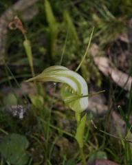 Pterostylis falcata