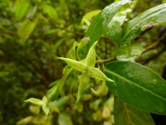 Wikstroemia