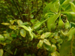 Wikstroemia