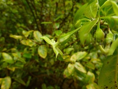 Wikstroemia