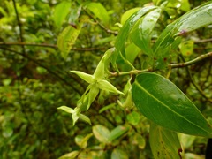 Wikstroemia