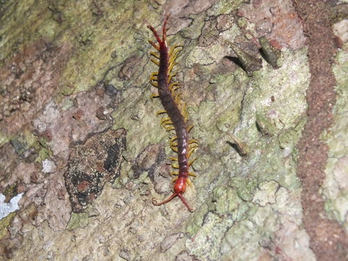 Otostigmus suitus