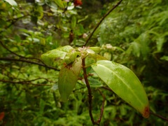 Wikstroemia