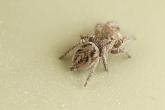Habronattus festus