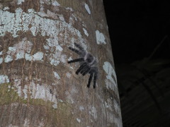 Avicularia juruensis