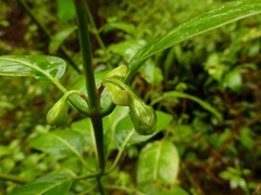 Wikstroemia