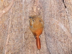 Glyphorynchus spirurus