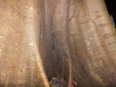 Glyphorynchus spirurus