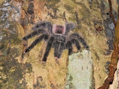 Avicularia juruensis