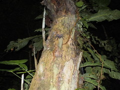 Avicularia juruensis