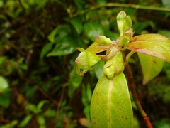 Wikstroemia