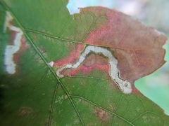 Cameraria tubiferella