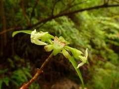 Wikstroemia