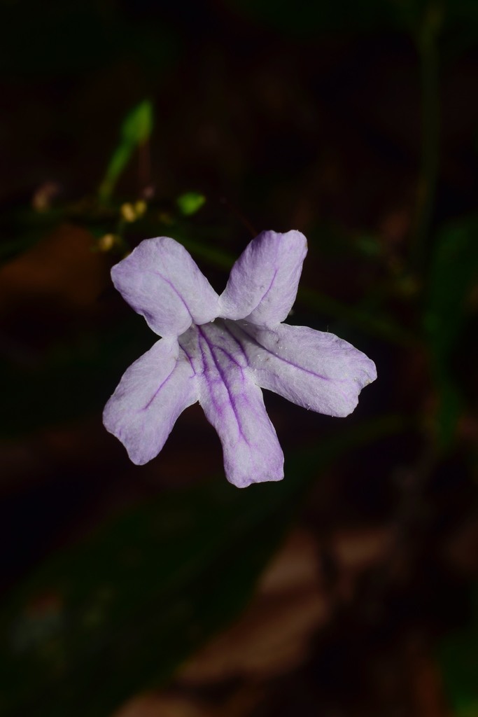 Ruellia pittieri