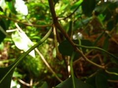 Planchonella sandwicensis