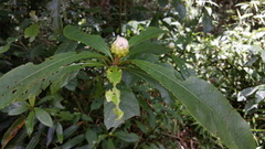 Centauropsis